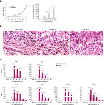 CXCR5 and TIM-3 expressions define distinct exhausted T cell subsets in experimental cutaneous infection with Leishmania mexicana